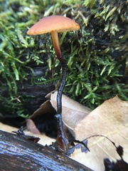 Rhizomarasmius pyrrhocephalus