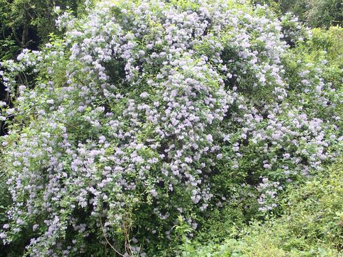 Solanum crispum
