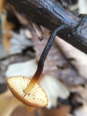 Rhizomarasmius pyrrhocephalus