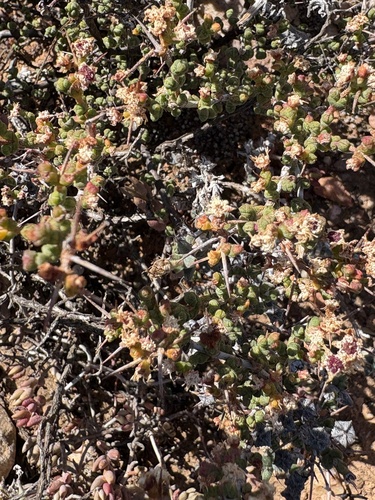 Ruschia spinosa, photograph 1