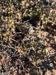 Ruschia spinosa