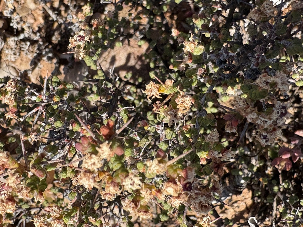 Ruschia spinosa; photograph (c) Christina, some rights reserved (CC BY)