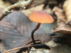 Rhizomarasmius pyrrhocephalus
