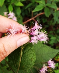 Peteravenia malvifolia