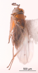 Anagyrus
