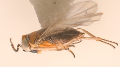 Anagyrus