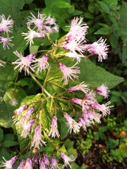 Peteravenia malvifolia