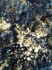 Nothogenia fastigiata