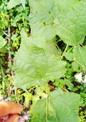 Peteravenia malvifolia