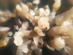 Nothogenia fastigiata