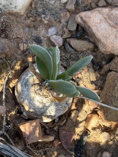 Drimia cochlearis