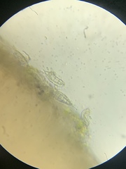 Bilimbia sabuletorum