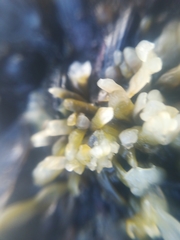 Nothogenia fastigiata