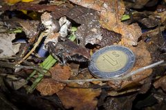 Great Peeping Frog photo 4