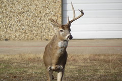 Odocoileus virginianus