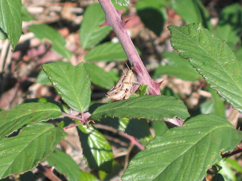 Common Maquis Grasshopper, 4690 Gralheira, Portugal, photo 9 of 10