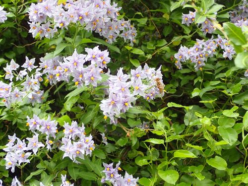 Solanum crispum