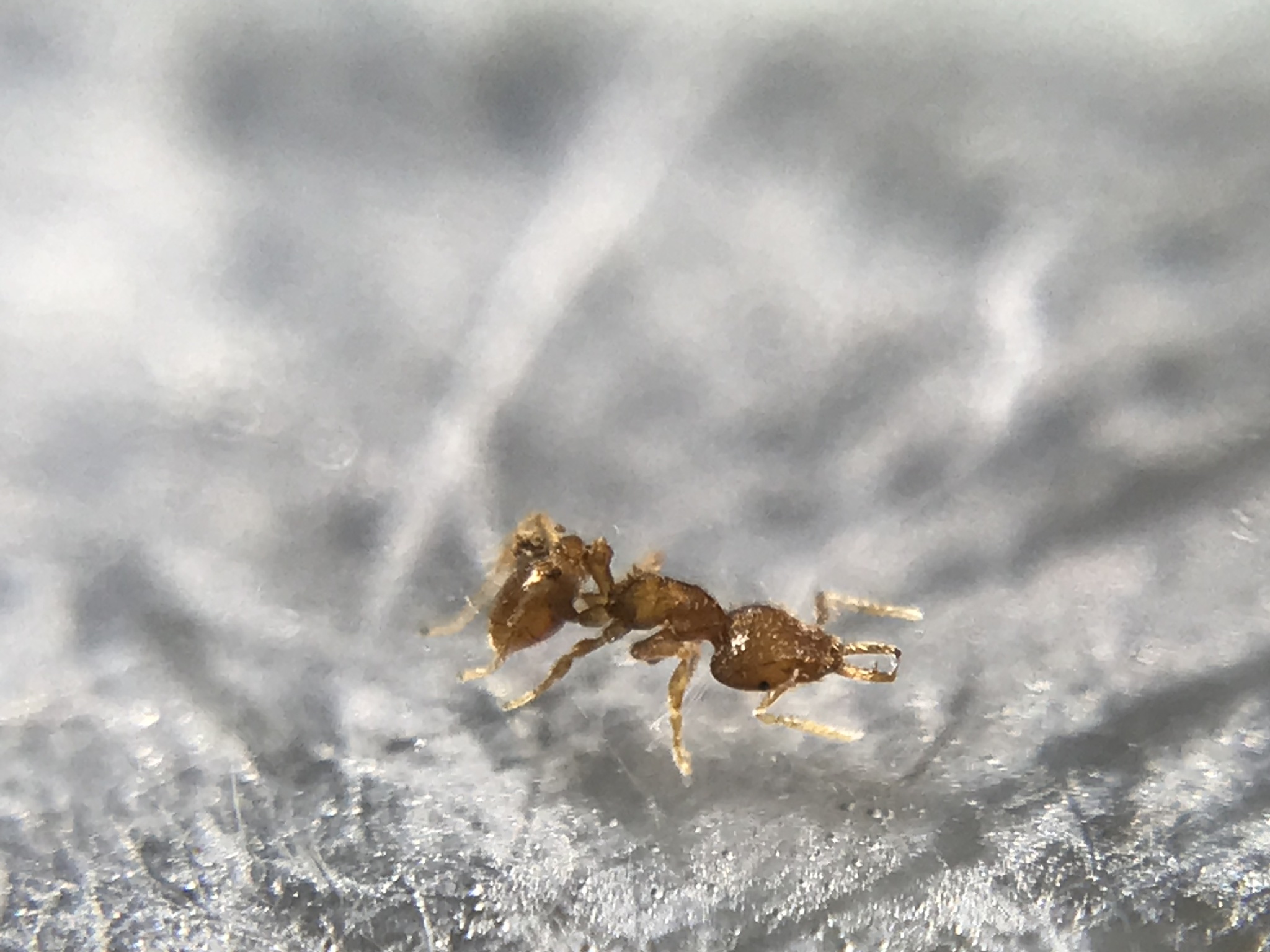 Strumigenys perparva