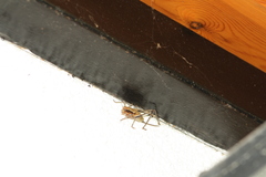 Eupholidoptera megastyla