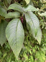 Chirita bracteosa (Chirita bracteosa)