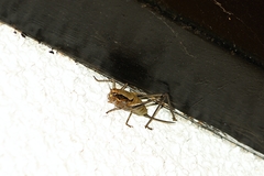 Eupholidoptera megastyla