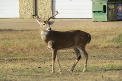 Odocoileus virginianus