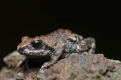 Great Peeping Frog photo 5