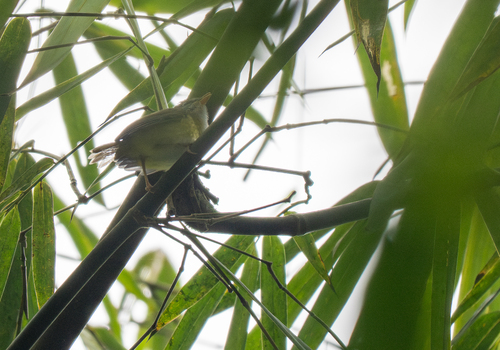 Yellow-bellied Warbler (Abroscopus superciliaris), photo 6