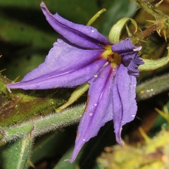 Solanum medusae