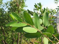 Qualea parviflora