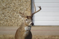Odocoileus virginianus