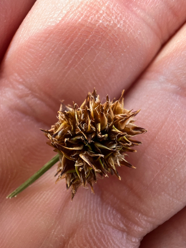 globe sedge (Carex perglobosa)