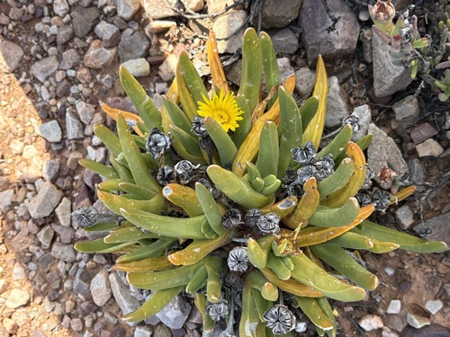 Glottiphyllum regium, photograph 5