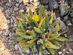 (c) Christina, some rights reserved (CC BY) Glottiphyllum regium, photograph (c) Christina, some rights reserved (CC BY)