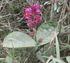 Prestonia erecta