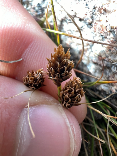Engelmann's Sedge (Carex engelmannii)