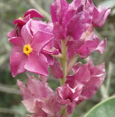 Prestonia erecta
