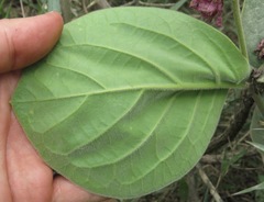 Prestonia erecta