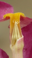 Prestonia erecta