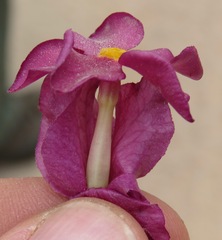Prestonia erecta