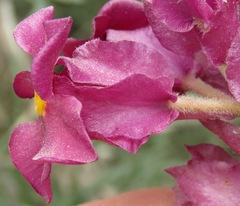Prestonia erecta