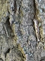 Erechthias fulguritella