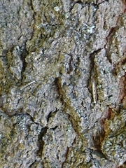 Erechthias fulguritella