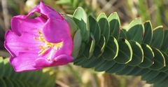 Lavoisiera