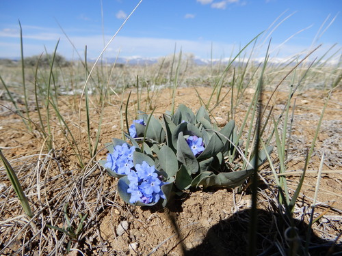 Mertensia humilis