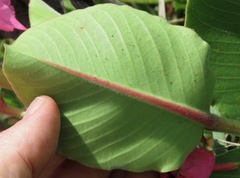 Mandevilla illustris