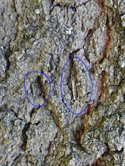 Erechthias fulguritella