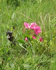 Mandevilla illustris