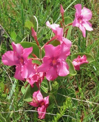 Mandevilla illustris