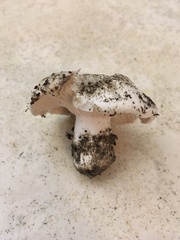 Hygrophorus ponderatus